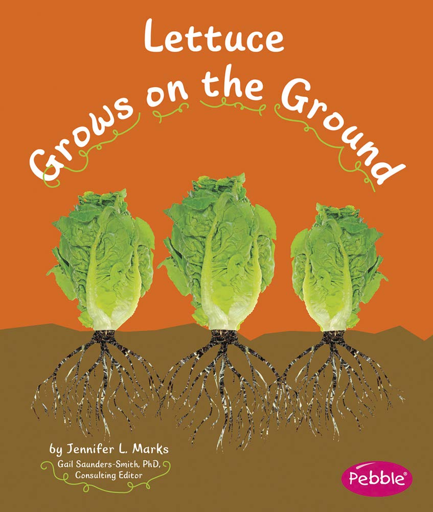 Lettuce Grows on the Ground (How Fruits and Vegetables Grow)