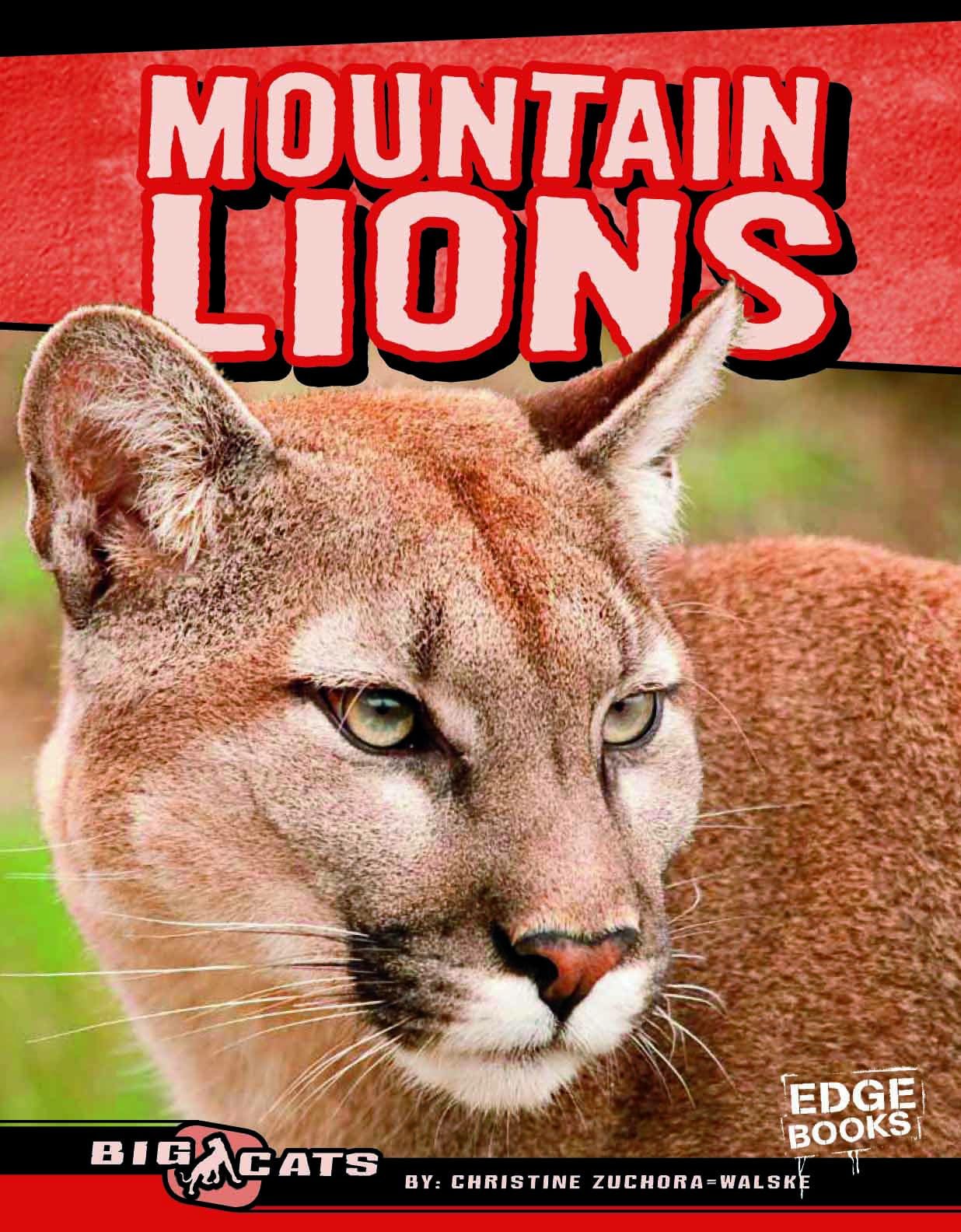 Mountain Lions (Big Cats)
