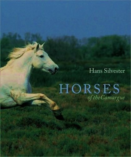 Horses of the Camargue - 9040