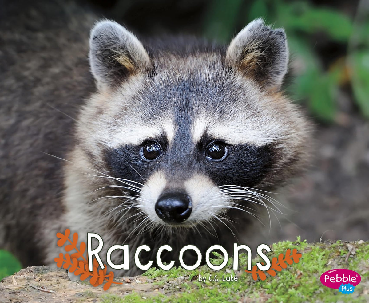Raccoons (Woodland Wildlife)