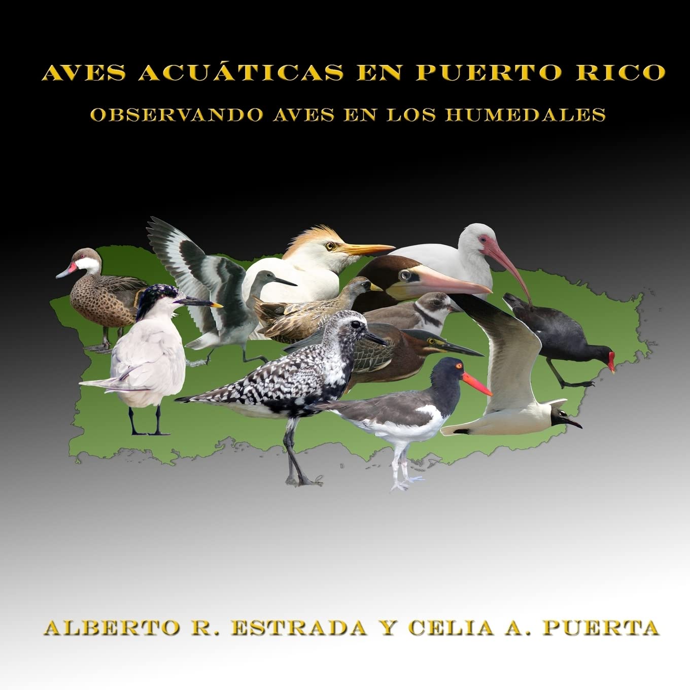 Aves Acuáticas en Puerto Rico: Observando Aves en los Humedales (Spanish Edition)