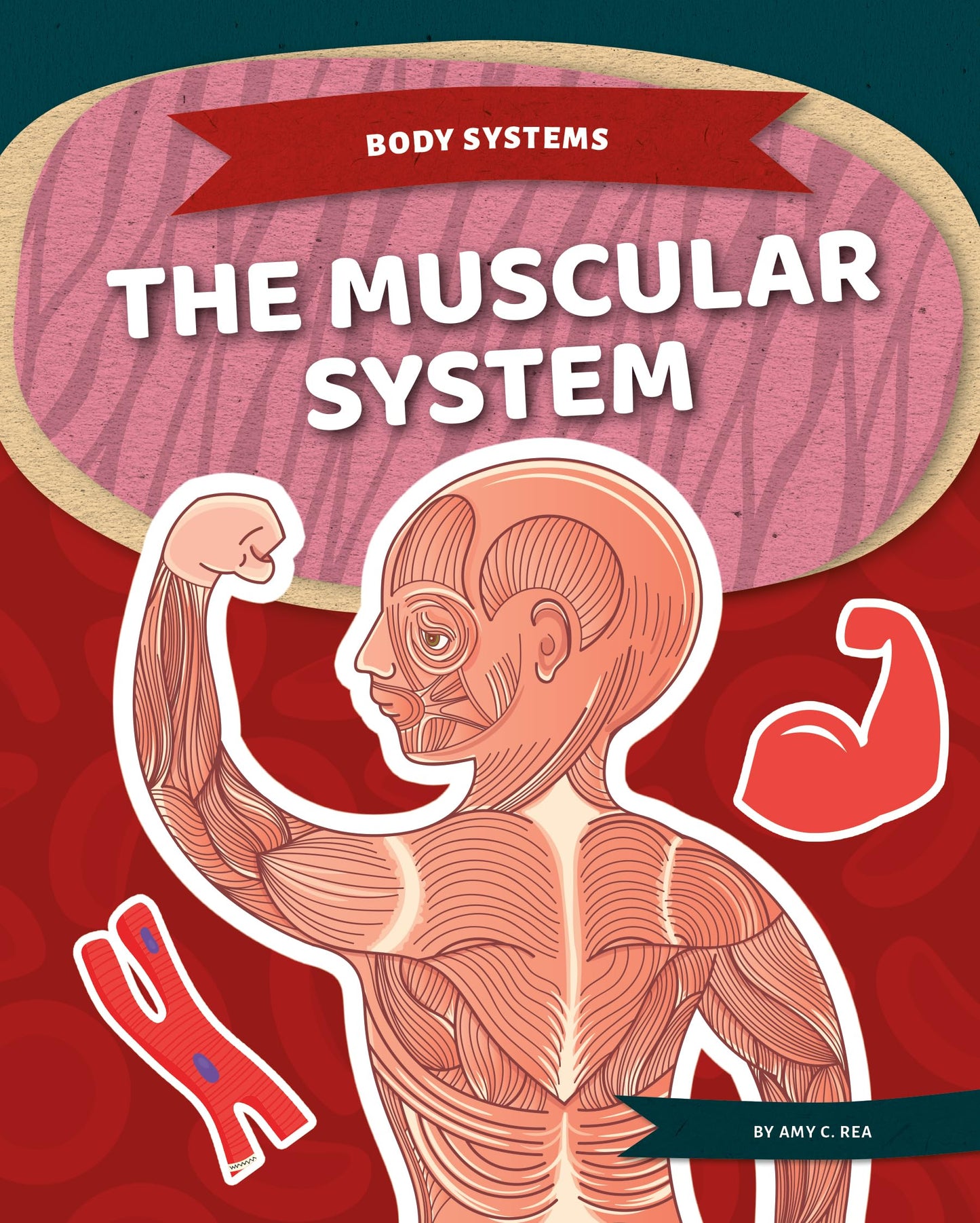 Muscular System (Body Systems)