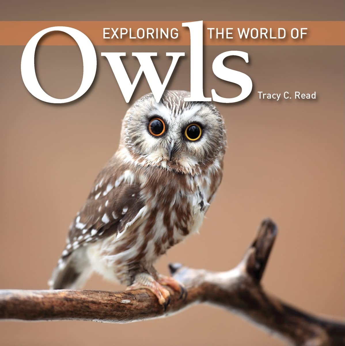 Exploring the World of Owls - 9747