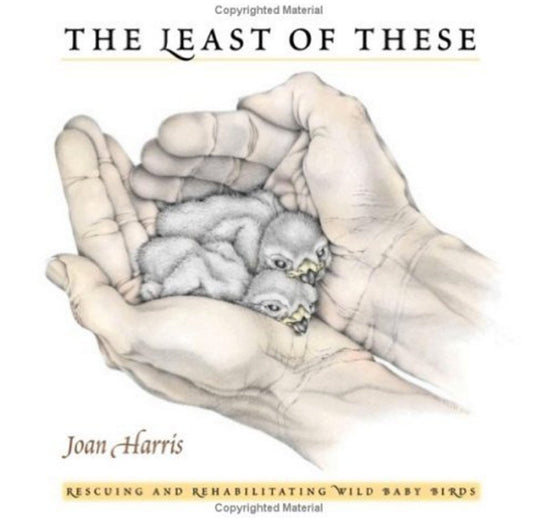 The Least of These: Wild Baby Bird Rescue Stories