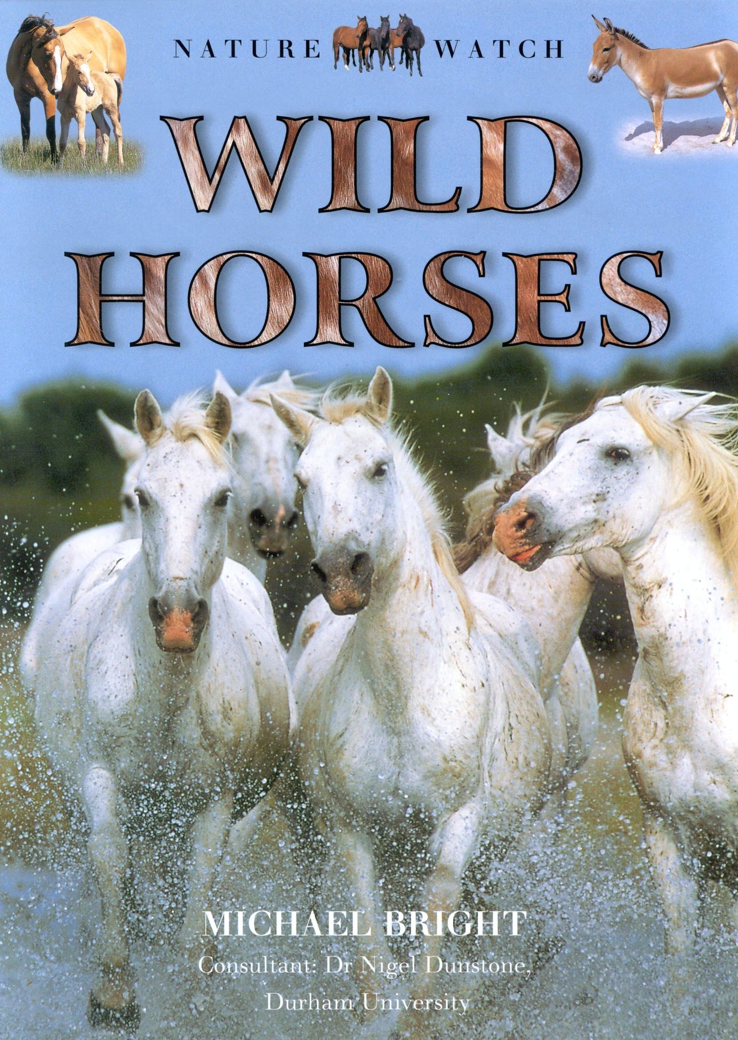 Wild Horses (Our Wild World)