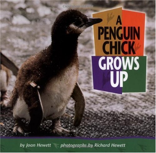 A Penguin Chick Grows Up (Baby Animals) - 7015