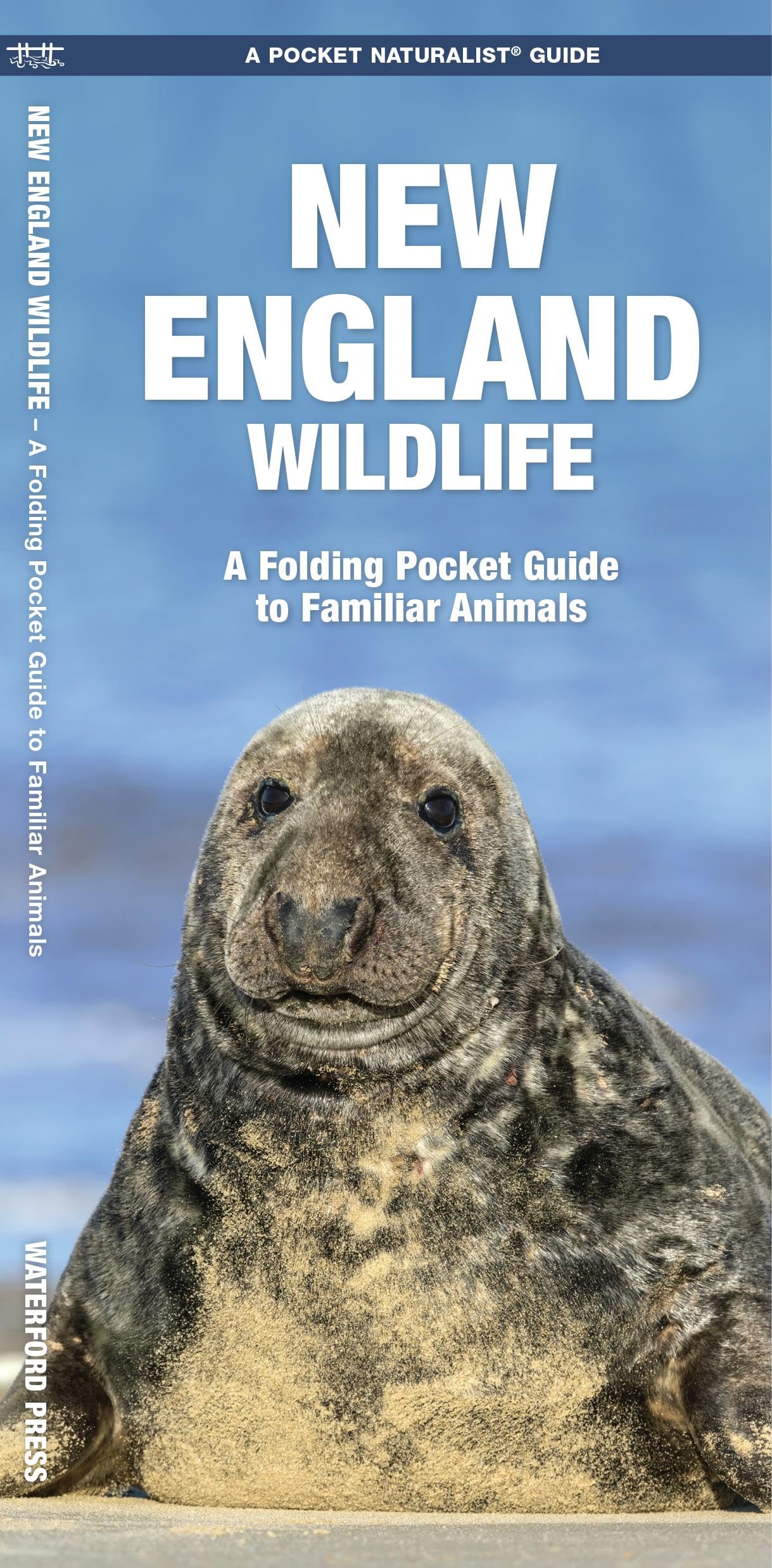 New England Wildlife (Nature Observation North America)