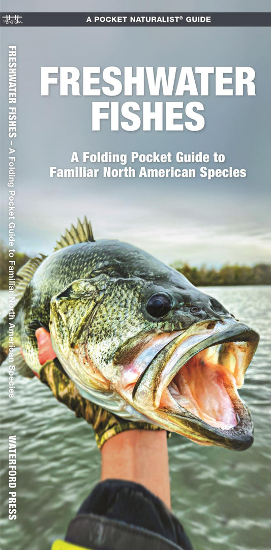 Freshwater Fishes: A Folding Pocket Guide to Familiar North American Species (Nature Observation North America)