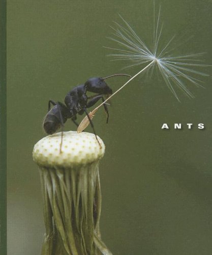 Ants (World of Insects)