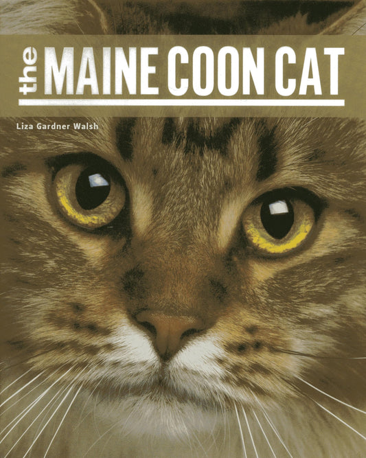 The Maine Coon Cat