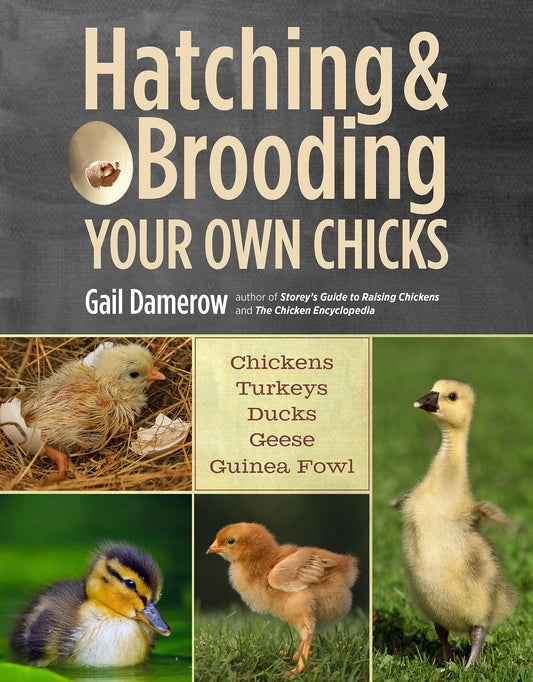 Hatching & Brooding Your Own Chicks: Chickens, Turkeys, Ducks, Geese, Guinea Fowl - 9112