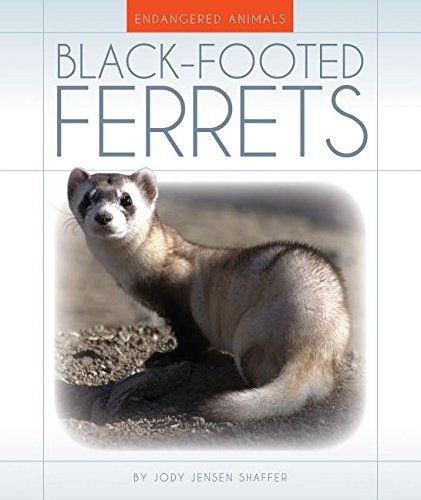 Black-Footed Ferrets (Endangered Animals)