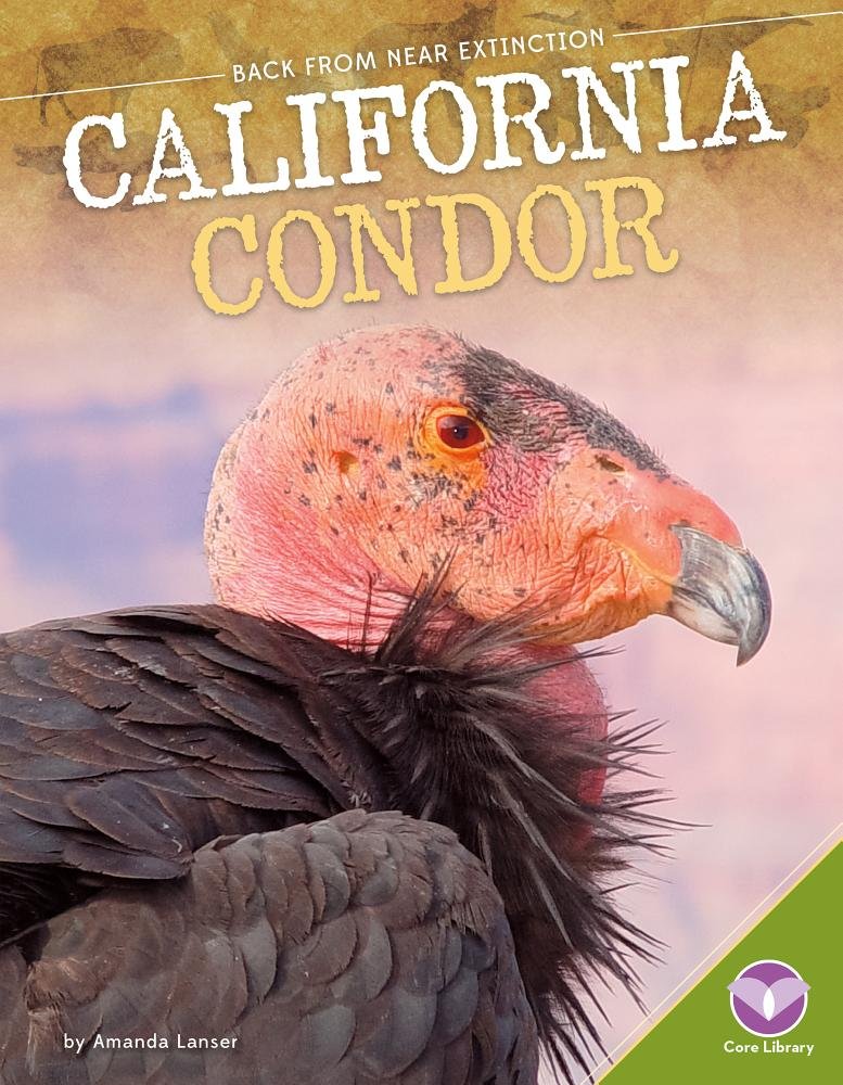 California Condor (Back from Near Extinction)