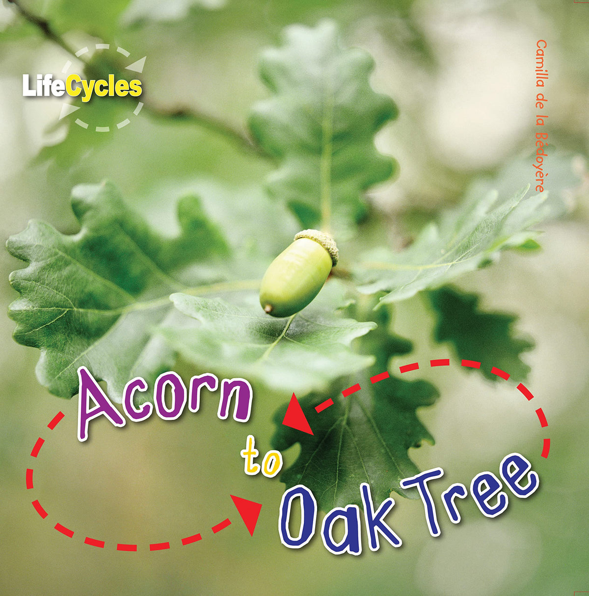 Acorn to Oak Tree (LifeCycles)