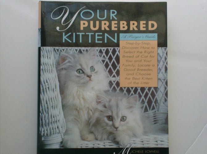 Your purebred kitten: a buyer's guide