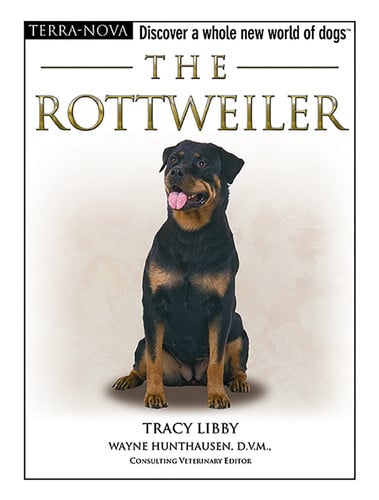 The rottweiler