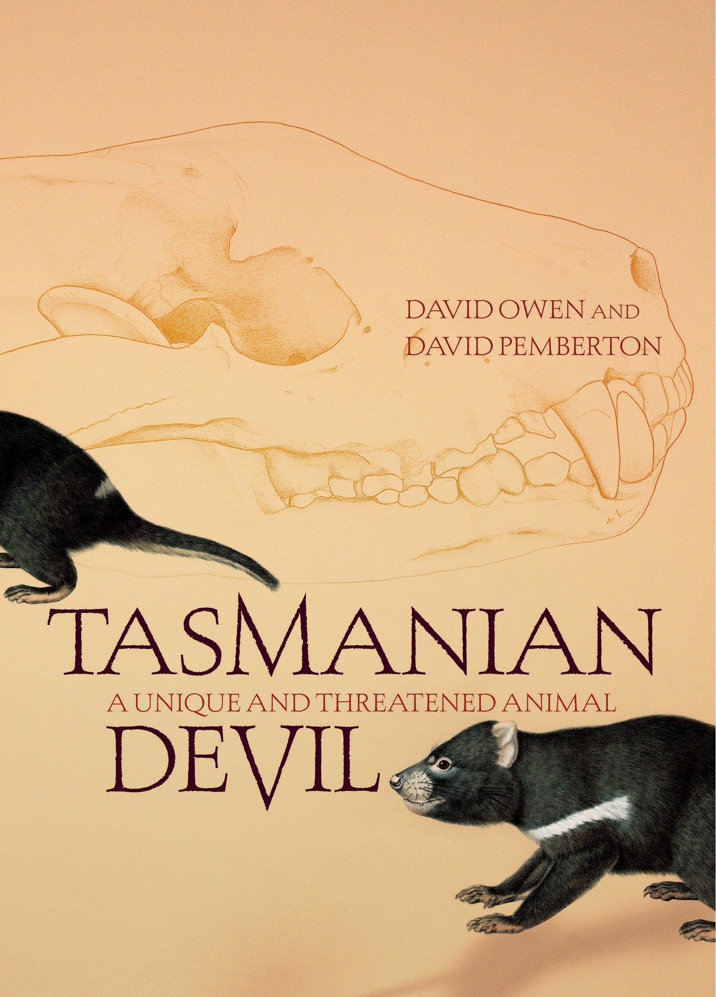 Tasmanian Devil: A Unique and Threatened Animal