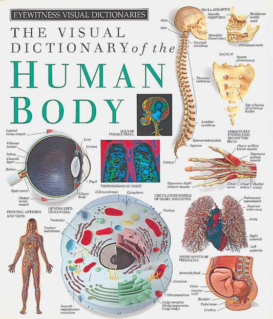 Eyewitness Visual Dictionaries: The Visual Dictionary of the Human Body (DK Eyewitness) - 5077