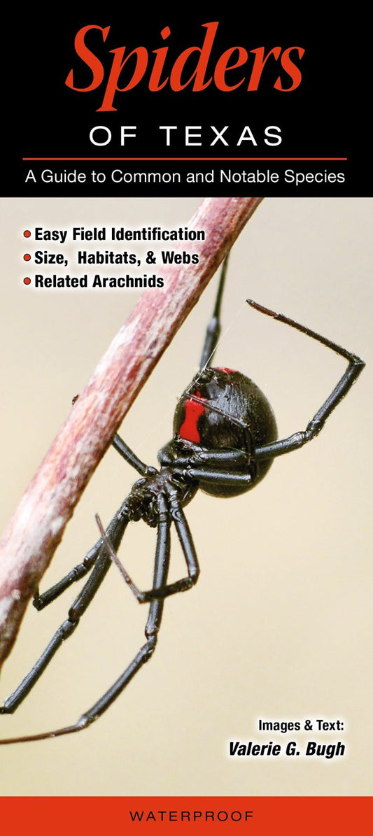 Spiders of Texas: A Guide to Common and Notable Species