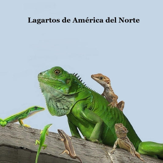 Lagartos de América del Norte: libro para niños: Libro infantil sobre los tipos de lagartijas de América del Norte (Spanish Edition)