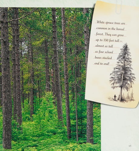 A Walk in the Boreal Forest