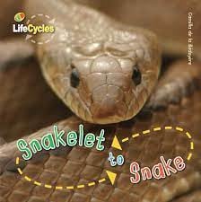 Snakelet to Snake
