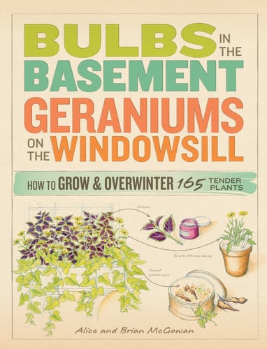 Bulbs in the basement, geraniums on the windowsill: how to grow and overwinter 165 tender plants