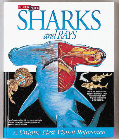 A Look Inside Sharks and Rays