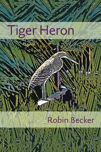 Tiger heron