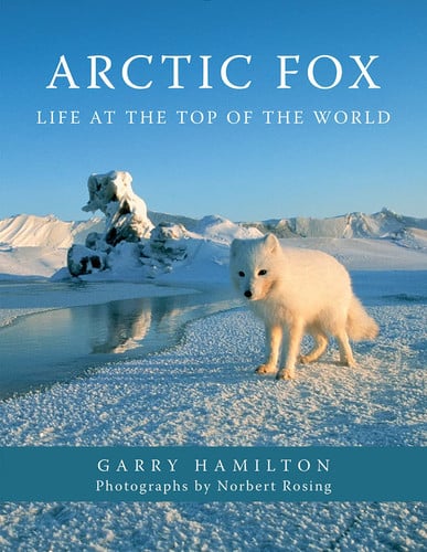 Arctic fox: life at the top of the world