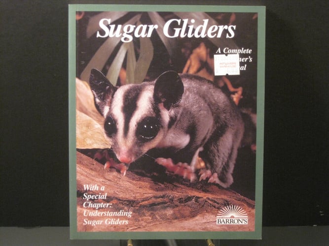 Sugar gliders: everything about purchase, care, nutrition, behavior, and breeding