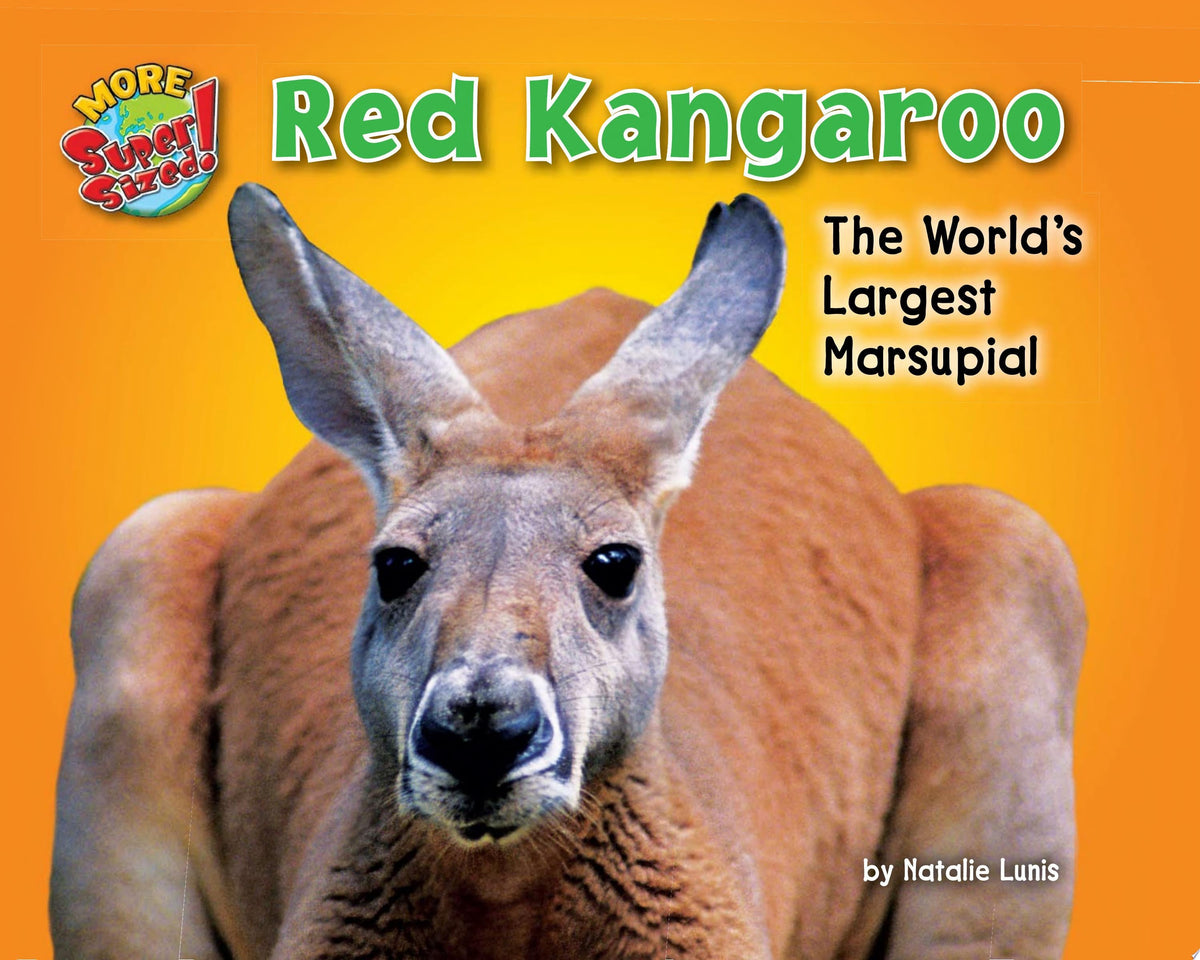 Red Kangaroo The World's Largest Marsupial