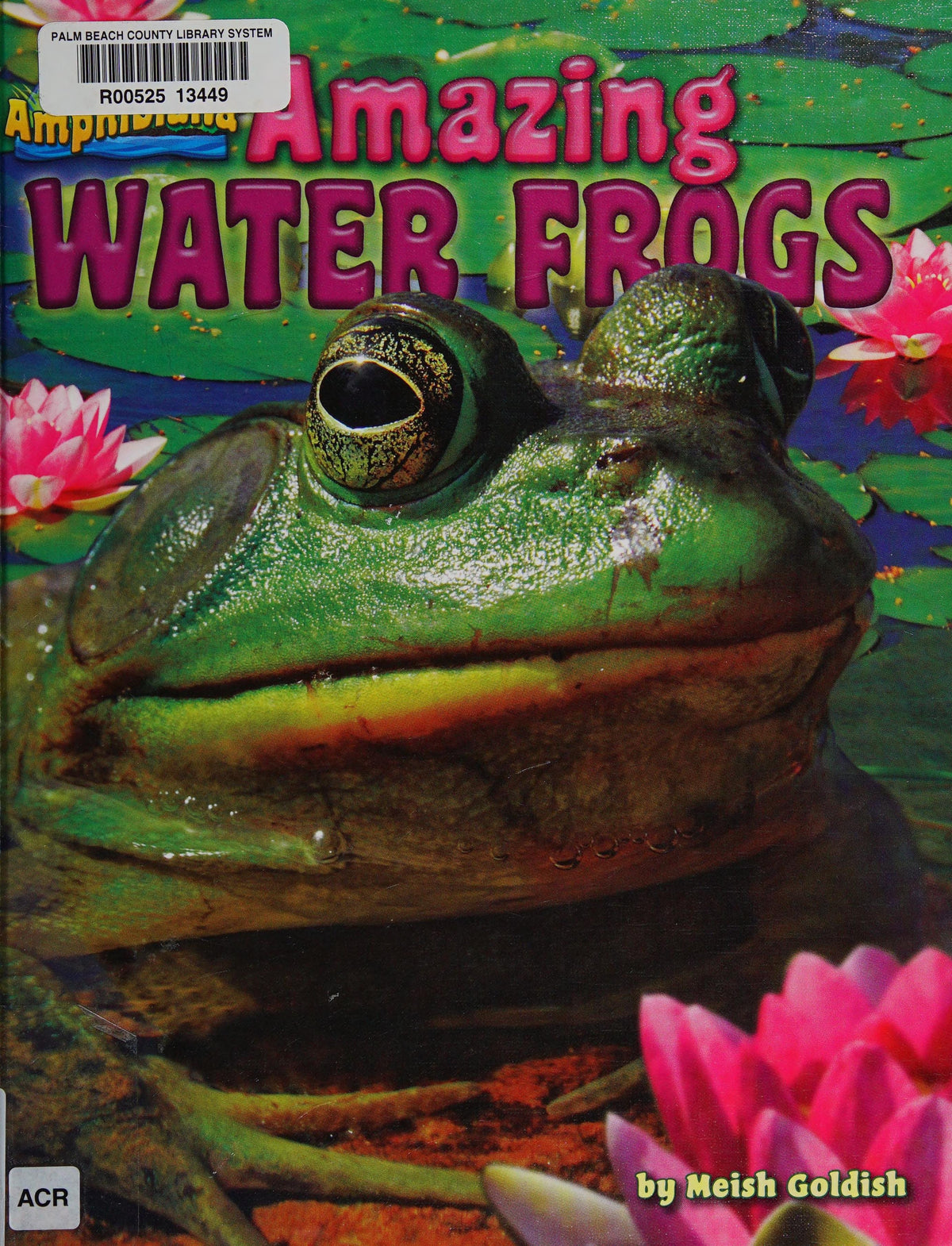 Amazing Water Frogs