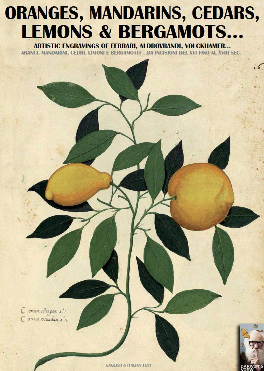 Oranges, mandarins, cedars, lemons & bergamots..: Artistic engravings of Ferrari, Aldrovrandi, Volckhamer... (Darwin's view)