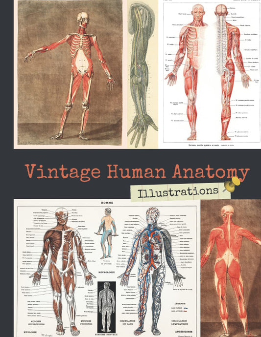 Vintage Human Anatomy Illustrations: Antique Medical Book Drawings of Organs, Bones & Muscles, One-Sided Decorative Paper for Junk Journaling, ... Making & Mixed Media (110+ Vintage Images)